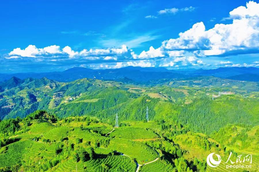  一片“美人茶”，牵起两岸缘